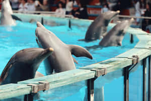 Dolphins Performingat Aquarium Wallpaper