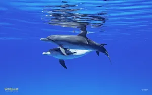 Dolphins Under Water Wallpaper