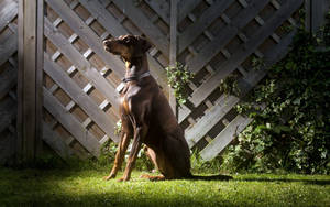 Domestic Dog Doberman Pinscher Wallpaper