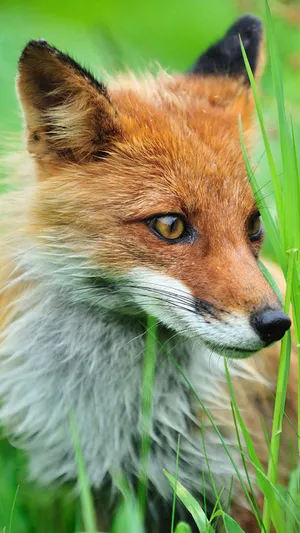 Don't Mess With This Cool Fox! Wallpaper