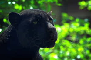 Don't Mess With This Majestic Black Panther! Wallpaper