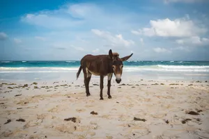 Donkey On Beach Wallpaper