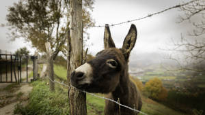 Donkey On Fence Wallpaper