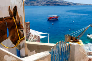 Donkey Overlooking Aegean Sea Wallpaper