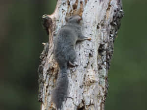 Dormouse Climbing Tree Wallpaper