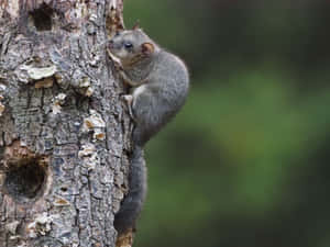 Dormouse Climbing Tree Wallpaper