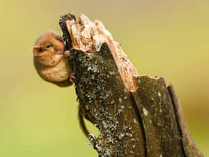 Dormouse Clinging To Tree Stump Wallpaper