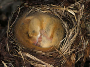 Dormouse Curled Upin Nest.jpg Wallpaper