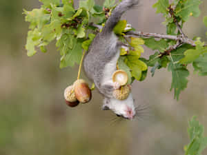 Dormouse Hanging From Branch Wallpaper