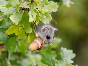 Dormouse Holding Acorn Wallpaper