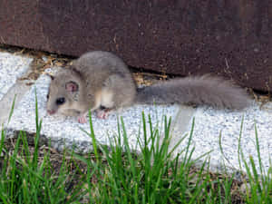 Dormouse Resting Near Curb Wallpaper