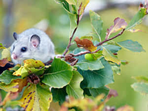 Dormousein Autumn Leaves Wallpaper