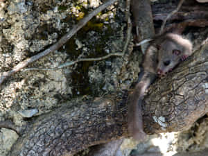 Dormousein Tree Bark Wallpaper