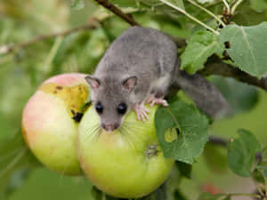 Dormouseon Apple Branch Wallpaper