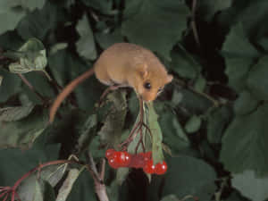 Dormouseon Branchwith Berries Wallpaper