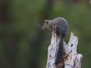 Dormouseon Tree Stump Wallpaper