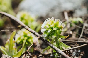 Download Mountain Flowers #2 Free Stock Photo Wallpaper