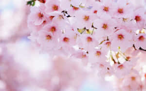 Download Our Exclusive Sakura Pc Wallpaper For A Beautiful Vibrant Touch To Your Desktop. Wallpaper