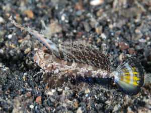 Dragonet Camouflageon Seabed Wallpaper