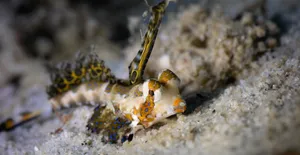 Dragonet Fish Camouflagedon Sandy Bottom Wallpaper