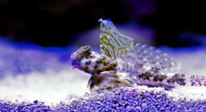 Dragonet Fish Camouflagedon Substrate Wallpaper