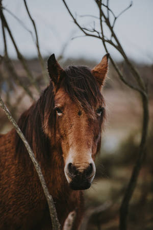 Dramatic Horse Face Wallpaper