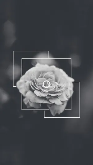 Dramatic Rose Dark Grey Iphone Wallpaper