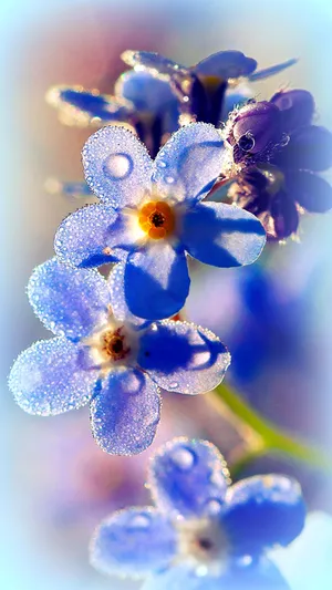 Dreamy Blooms Of Blue Forget-me-not Flowers Wallpaper