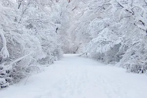 Dreamy Snow-covered Trees In Winter Wonderland Wallpaper