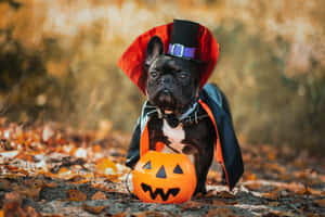 Dress Up Your Furry Friend - Get Your Pet In The Spirit Of Halloween With A Costume Wallpaper