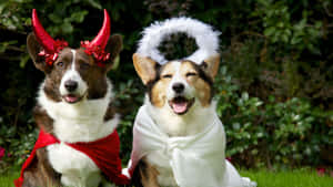 Dress Your Pet Up For Halloween In Stylish Costumes! Wallpaper