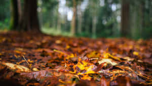 Dried Leaves Bokeh Shot Fall Laptop Wallpaper