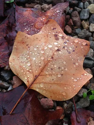 Dried Leaves Iphone 11 Pro 4k Wallpaper