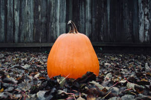 Dried Leaves With Pumpkin Wallpaper