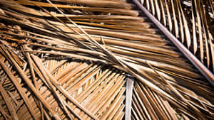 Dried Palm Leaf Texture Wallpaper
