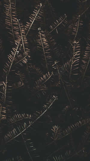 Dried Pine Leaves For Dark Autumn Wallpaper