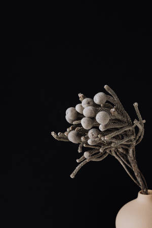 Dried Plant Black Phone Wallpaper