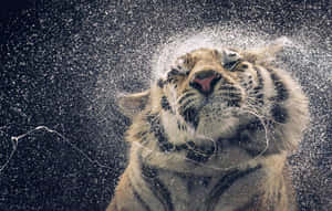 Droll Look Tiger Wallpaper