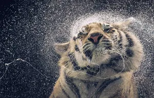 Droll Look Tiger Wallpaper