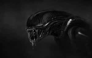 Droll Xenomorph Wallpaper