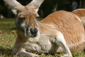 Drowsy Kangaroo Wallpaper