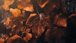 Dry Brown Maple Leaves Wallpaper