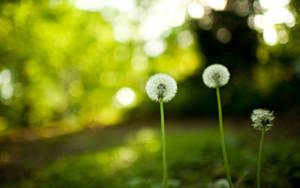 Dslr Blur Dandelions Wallpaper