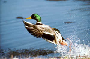 Duck Catching Fish For Duck Hunting Desktop Wallpaper