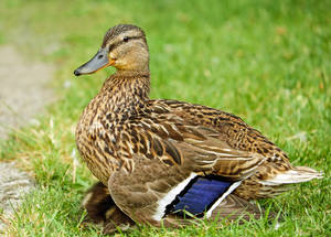 Duck In The Grass Wallpaper