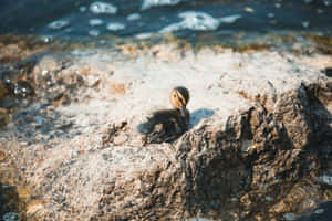 Duckling Restingon Rockby Water Wallpaper