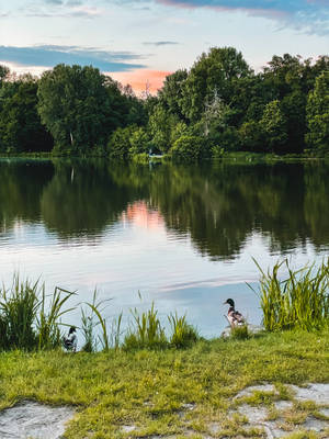 Ducks By Lake Awesome Animal Wallpaper