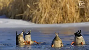 Ducks Diving For Food Wallpaper