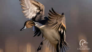 Ducks In Flight Wallpaper