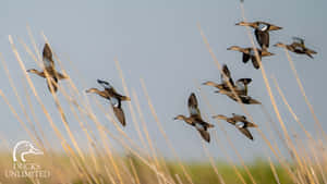 Ducks In Flight Over Wetlands Wallpaper